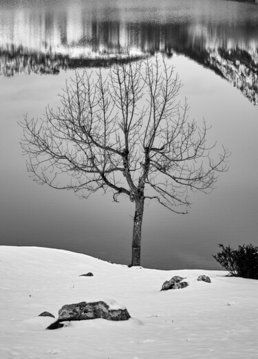 Photography titled "tree reflection" by Fernando David Amador De Paz, Original Artwork, Digital Photography