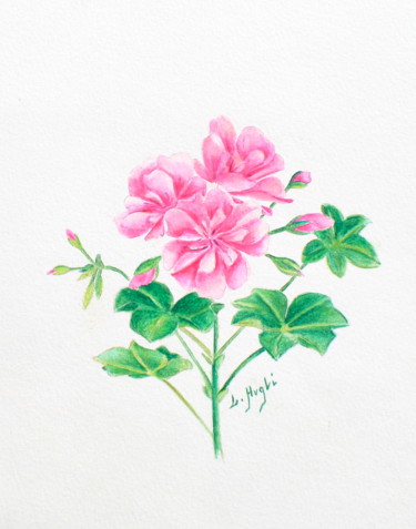 Desenho intitulada "Géranium double rose" por Laure Ferrando, Obras de arte originais, Lápis