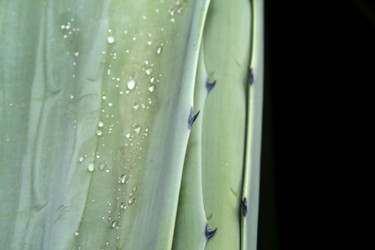 Fotografia intitolato "Agave" da Laure Ferrando, Opera d'arte originale, Fotografia digitale