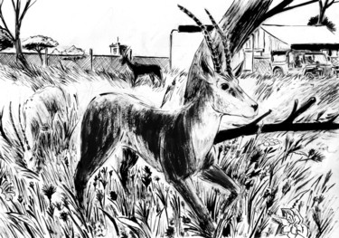 Drawing titled "Antilopes dans un p…" by Fidel Durana, Original Artwork, Ink