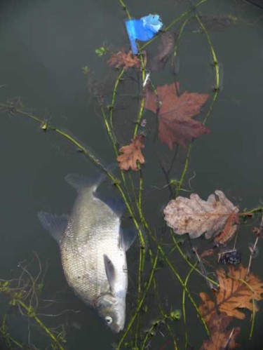 Photographie intitulée "COMPOSITION ..." par Alain Fidon, Œuvre d'art originale