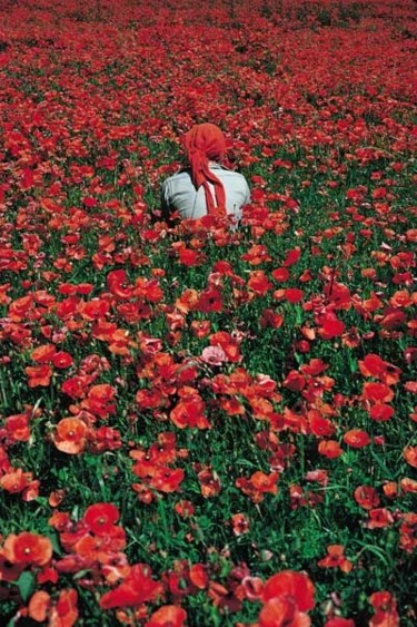 Photography titled "LES COQUELICOTS" by Alain Fidon, Original Artwork