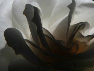 Photographie intitulée "ROSE “ANAPURNA“" par Alain Fidon, Œuvre d'art originale