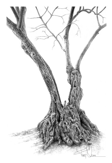 Dibujo titulada "Olive Tree" por Fikret Özcan, Obra de arte original, Grafito