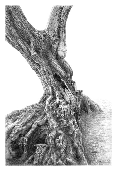 Zeichnungen mit dem Titel "Olive Tree-2" von Fikret Özcan, Original-Kunstwerk, Graphit