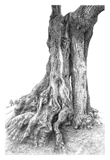 Dibujo titulada "Olive Tree-3" por Fikret Özcan, Obra de arte original, Grafito