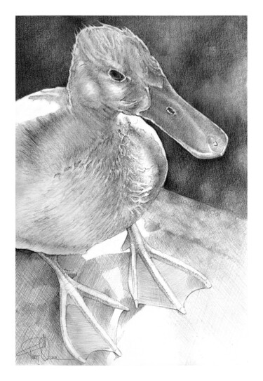 绘画 标题为“Little duck” 由Fikret Özcan, 原创艺术品, 石墨