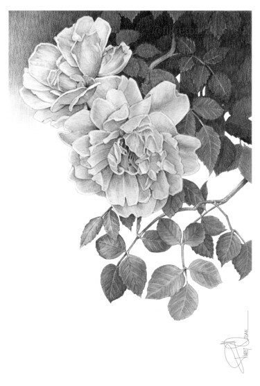 Painting titled "Rose" by Fikret Özcan, Original Artwork, Graphite