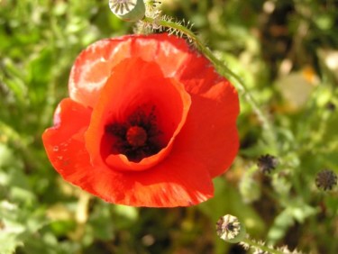 Peinture intitulée "coquelicots_chez_El…" par Filo, Œuvre d'art originale