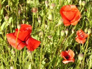 Peinture intitulée "coquelicots_chez_El…" par Filo, Œuvre d'art originale