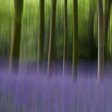 Photography titled "AMONG THE BLUEBELLS" by Fisher, Original Artwork, Digital Photography