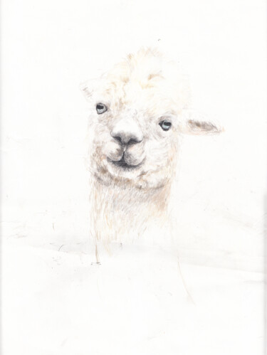 Drawing titled "Alpaca" by Fleur Elise Noble, Original Artwork, Pencil