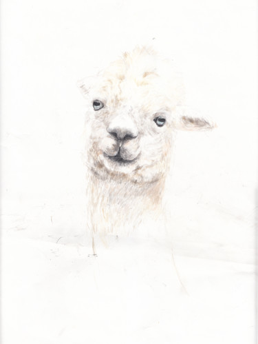 Dessin intitulée "Alpaca" par Fleur Elise Noble, Œuvre d'art originale, Crayon