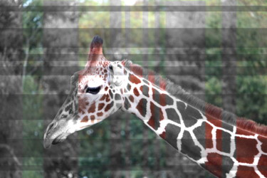 Digital Arts titled "Gris comme girafe" by Flo Klavaro, Original Artwork, Photo Montage