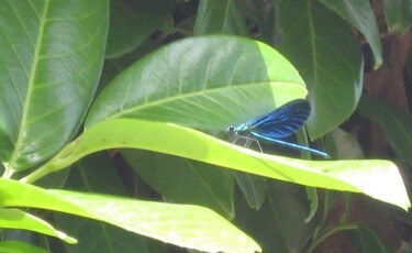 Photographie intitulée "Libellule Bleue / B…" par Flora I., Œuvre d'art originale