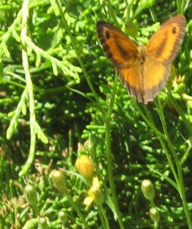 Photographie intitulée "Papillon Amaryllis…" par Flora I., Œuvre d'art originale