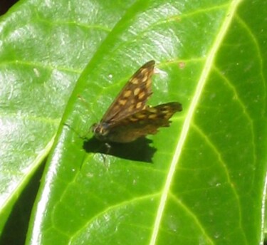 Photographie intitulée "Papillon Dircis / B…" par Flora I., Œuvre d'art originale