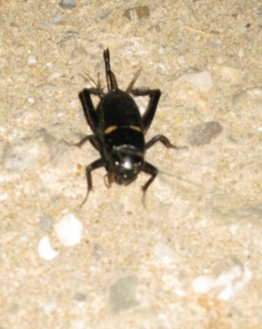 Photographie intitulée "Grillon / Cricket" par Flora I., Œuvre d'art originale