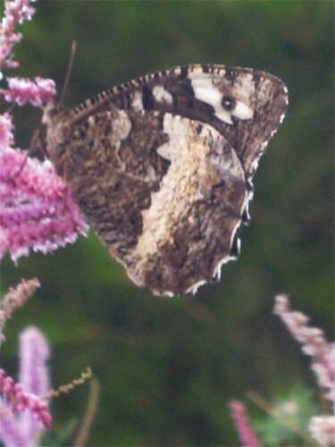 Fotografie mit dem Titel "Papillon Silene / B…" von Flora I., Original-Kunstwerk