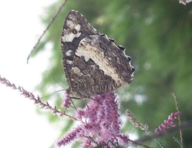 Fotografie mit dem Titel "Papillon Silene / B…" von Flora I., Original-Kunstwerk
