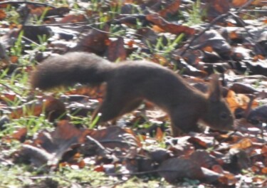 Fotografia zatytułowany „Photo : Ecureuil /…” autorstwa Flora I., Oryginalna praca