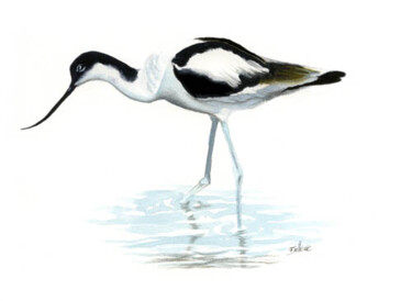 Peinture intitulée "Avocette élégante" par Florence Dellerie, Œuvre d'art originale, Huile