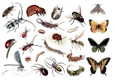 Painting titled "Planche arthropodes" by Florence Dellerie, Original Artwork