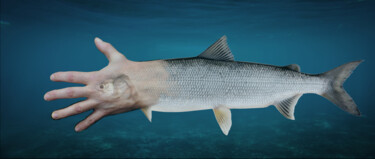 Arts numériques intitulée "Corgonus, poisson-m…" par Florence Ormezzano, Œuvre d'art originale, Collage numérique