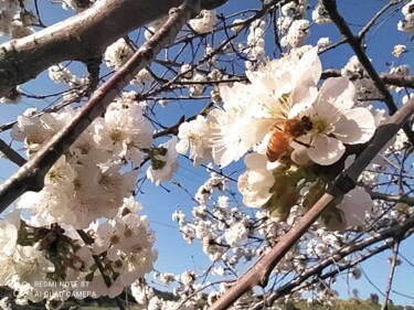 Fotografia zatytułowany „La bellezza” autorstwa Floriana Vittani, Oryginalna praca, Fotografia nie manipulowana