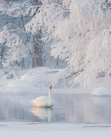 Arts numériques intitulée "SWAN IN WINTER37" par Flower Planet, Œuvre d'art originale, Photographie manipulée