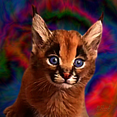 Цифровое искусство под названием "Котёнок каракала" - Vasilij Mischenko, Подлинное произведение искусства, 2D Цифровая Работа