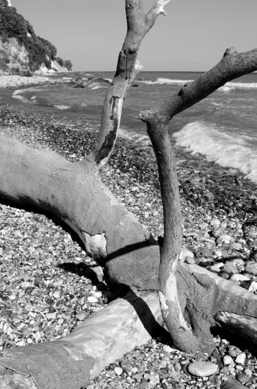 Fotografie mit dem Titel "Gestürzter Baum-Rüg…" von Folker Reinhold Peter Pritsch, Original-Kunstwerk, Digitale Fotografie