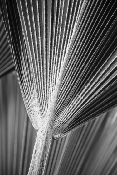 Fotografie mit dem Titel "Palmenblätter" von Folker Reinhold Peter Pritsch, Original-Kunstwerk, Digitale Fotografie