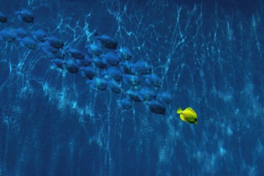 Photographie intitulée "paranoid fish" par Jean-Charles Folliet, Œuvre d'art originale, Photographie numérique Monté sur Alu…
