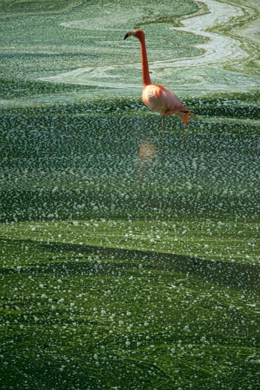 Photographie intitulée "green lagoon" par Jean-Charles Folliet, Œuvre d'art originale, Photographie numérique Monté sur artw…