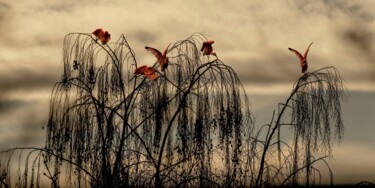 Fotografia zatytułowany „Automne ibissal” autorstwa Jean-Charles Folliet, Oryginalna praca, Fotografia cyfrowa Zamontowany n…
