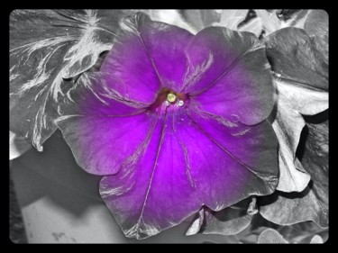 Photographie intitulée "Fleur dans les prés" par Cedricart, Œuvre d'art originale, Photographie numérique