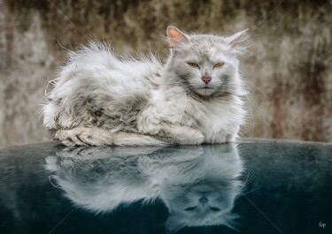 Photographie intitulée "bad-cat-olivier-fle…" par Fop, Œuvre d'art originale