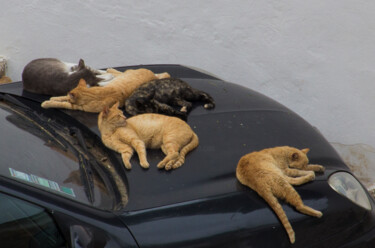 Photographie intitulée "cats" par Fortunato Garcia, Œuvre d'art originale