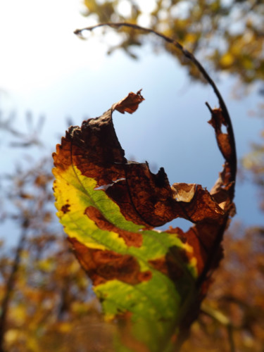Фотография под названием "Autumn..." - Blik, Подлинное произведение искусства