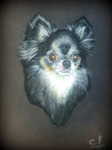 Drawing titled "Chihuahu'art" by Foucade Cedric, Original Artwork, Pastel