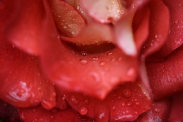 Photography titled "Rose Raindrops" by Endo Fox, Original Artwork