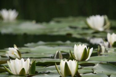 Photography titled "Waterlilies" by Endo Fox, Original Artwork