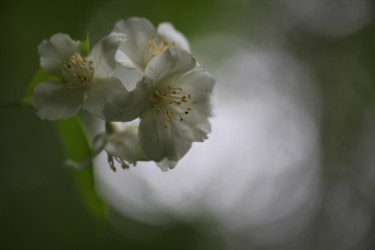 Photography titled "Jasmine" by Endo Fox, Original Artwork