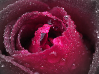 Photography titled "Rose après la pluie…" by Florence Pouget-Landrieu, Original Artwork
