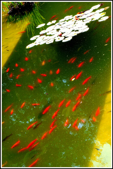 Fotografía titulada "Tâches de couleur" por Florence Pouget-Landrieu, Obra de arte original, Fotografía digital