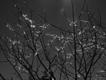 Photographie intitulée "Branches glacées" par Florence Pouget-Landrieu, Œuvre d'art originale, Photographie numérique