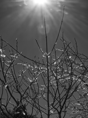 Photographie intitulée "Branches glacées 3" par Florence Pouget-Landrieu, Œuvre d'art originale, Photographie numérique