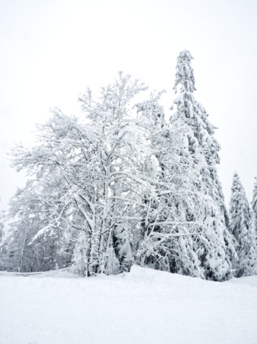 Photographie intitulée "Arbres sous la neige" par Florence Pouget-Landrieu, Œuvre d'art originale, Photographie numérique
