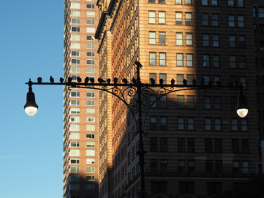 Photographie intitulée "Pigeons à Manhattan" par Florence Pouget-Landrieu, Œuvre d'art originale, Photographie numérique